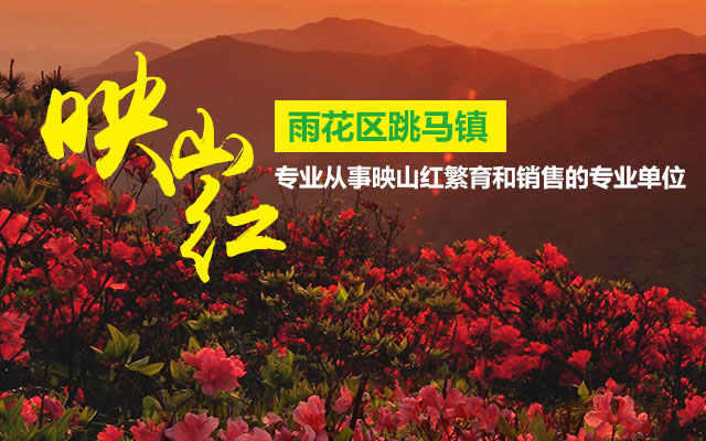 长沙映山红|长沙羊踯躅|长沙鹿角杜鹃-长沙市雨花区映山红苗圃